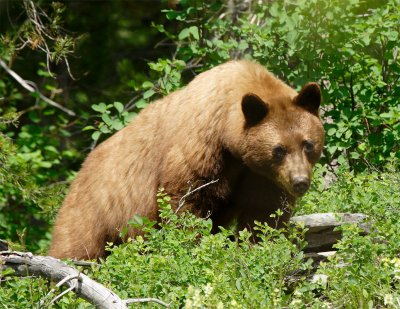 Brown Bear. Glacier National Park.