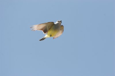 Western Kingbird.