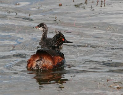 Eared Grebe.