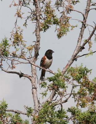 Spotted Towhee.