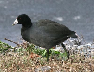 American Coot