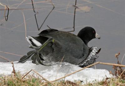 American Coot