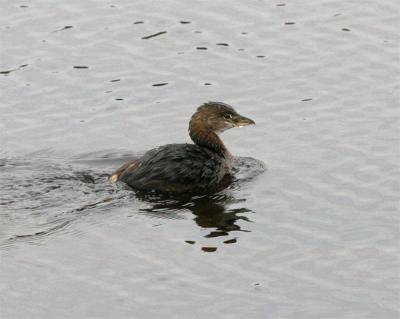 Pied-billed Grebe