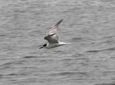 Common Tern