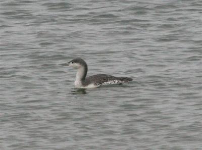 Red-throated Loon