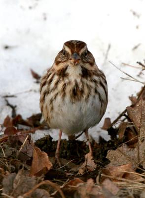 Song Sparrow, Stratham, NH - December