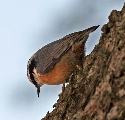 Red-breasted-Nuthatch