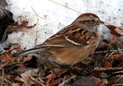 American Tree Sparrow, Stratham, NH - December