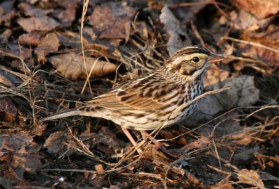 Savannah Sparrow, Stratham, NH - December