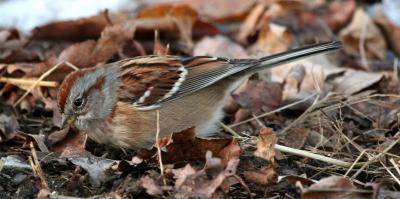 American Tree Sparrow, Stratham, NH - December