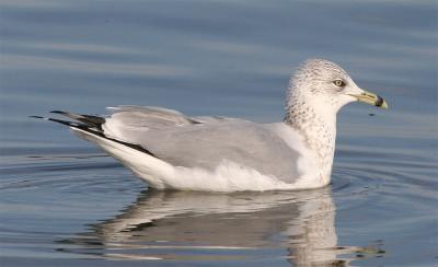 Ring-billed Gull