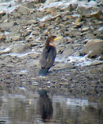 Double-crested Cormorant