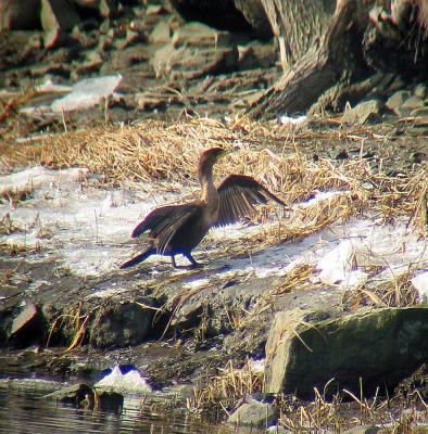Champman's Landing, Newfields, NH - December