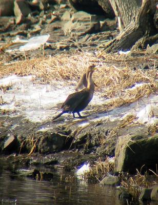 Double-crested Cormorant