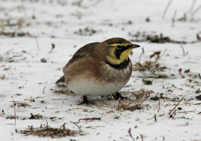 Horned Lark