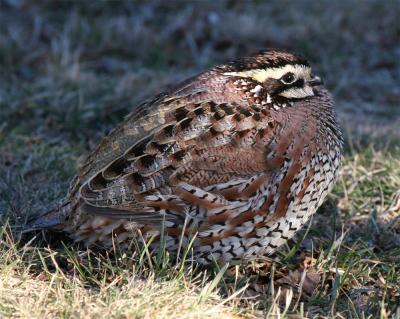 Northern Bobwhite