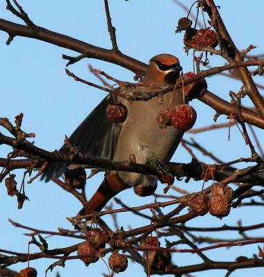 Bohemian Waxwing