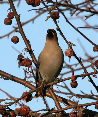 Bohemian Waxwing