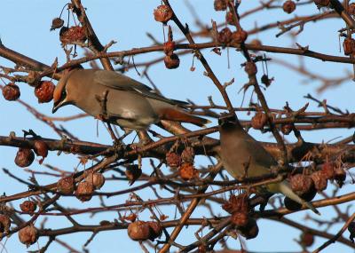 Bohemian Waxwing