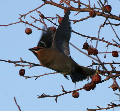 Bohemian Waxwing