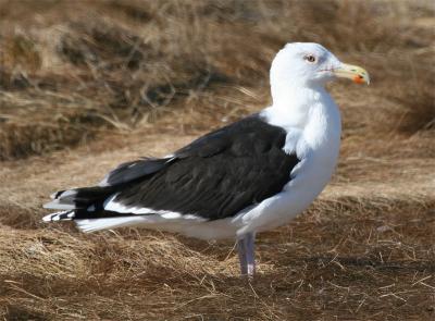 Great Black-backed Gull