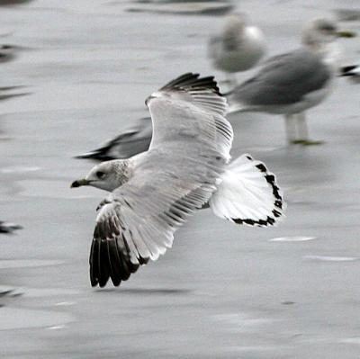 Ring-billed Gull 2nd winter, Squamscot River, Exeter, NH