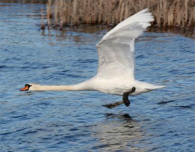 Mute Swan, Parker River NWR - February