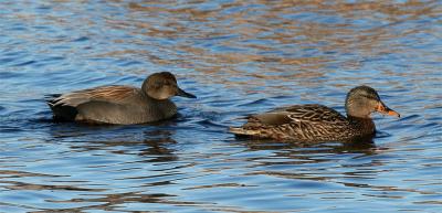 Gadwall, Mallard, Parker River NWR - February