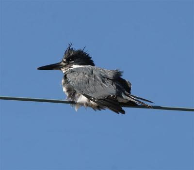 Belted Kingfisher, Rye, NH - February