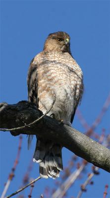 Sharp-shinned Hawk