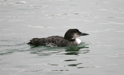 Common Loon, Hampton Harbor, NH, February