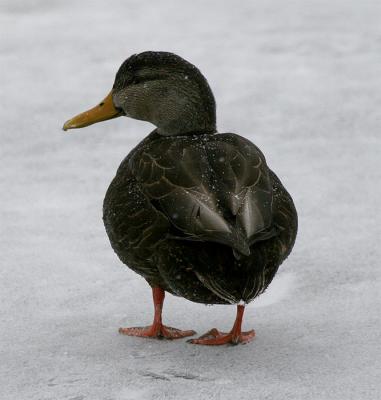 American Black Duck