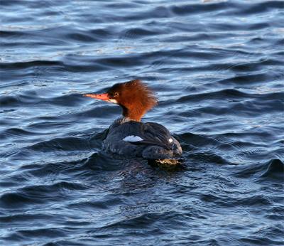 Red-breasted Merganser, South Mill Pond, Portsmouth - March