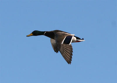 Mallard
