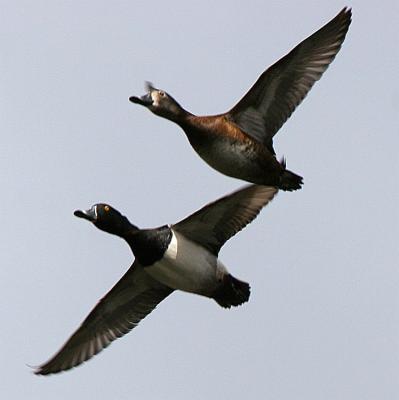 Ring-necked Duck