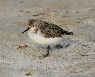 Semipalmated Sandpiper, Parker River NWR, Sep