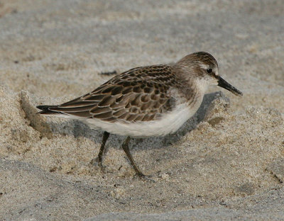 Semipalmated Sandpiper, Parker River NWR, Sep