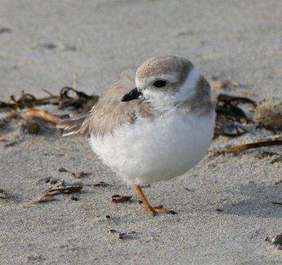 Piping Plover, Parker River NWR, Sep