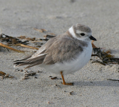 Piping Plover, Parker River NWR, Sep