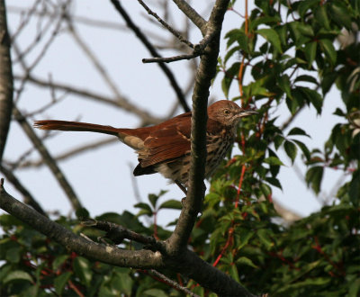 Brown Thrasher, Parker River NWR, Sep