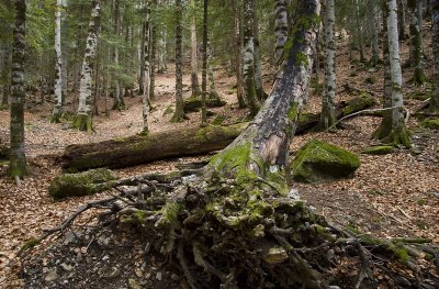 Bosque de Hayas