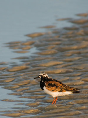 Little Bird in a Tidal Pool