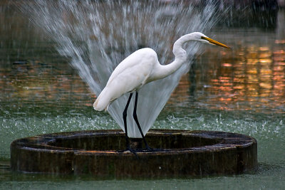 Egret and Fountain