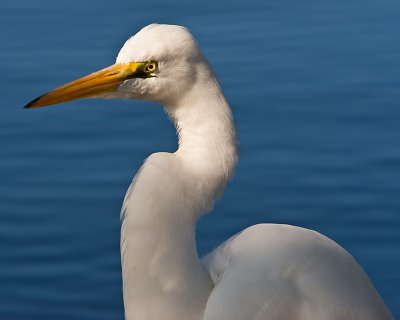 Egret on Blue