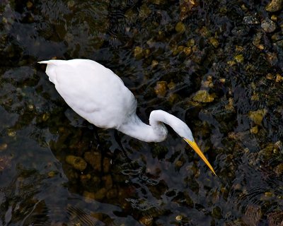 Egret from Above