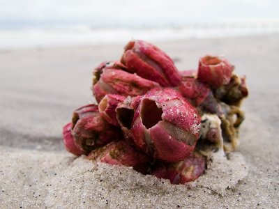 Bouquet of Barnacles