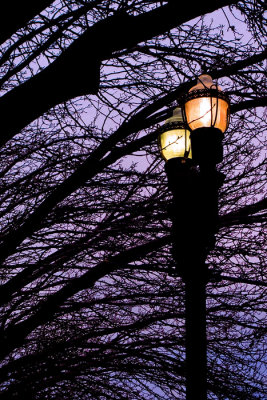 Lamp and Trees
