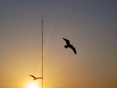 Gulls and Radio Mast