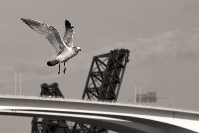 Gull over the Bridges