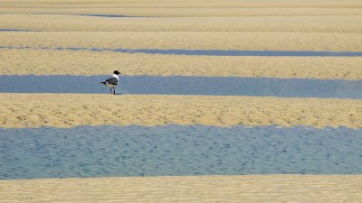 Gull at Low Tide